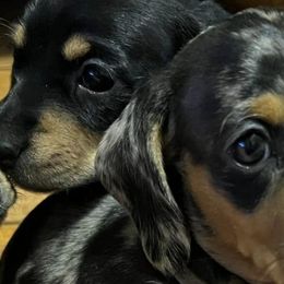 Dachshunds from Jade’s Dachshund’s