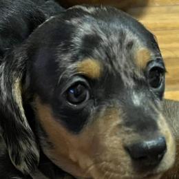 Dachshunds from Jade’s Dachshund’s