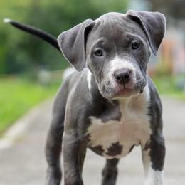 Cassiopeia - Blue female American Bully puppy in Cecil County, Maryland from Nitro’s Bullies