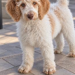Waffles - Parti male Poodle puppy in Surprise, Arizona from Gentle Paw Poodles and Doodles