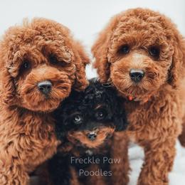 Cavapoo and Poodle Puppies from Freckle Paw Poodles