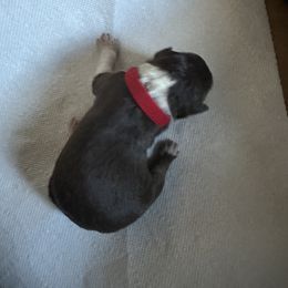 Australian Shepherd Puppies from Aussie Tree-O