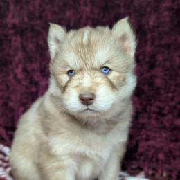 Cadbury - Red and white male Siberian Husky puppy in Coshocton, Ohio from Wyant Farms