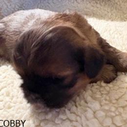 COBBY - Brindle and white male Shih Tzu puppy in Modoc, Kansas from Karla Sauer