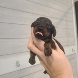 KitKat - Black and tan female Dachshund puppy in Okeechobee, Florida from Far Far Away Dachshunds