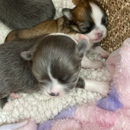 Chihuahua Puppies from King Chihuahuas