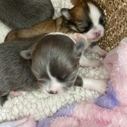 Chihuahua Puppies from King Chihuahuas
