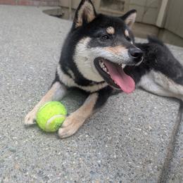 Hana - Shiba Inu