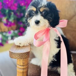 Trudy - Tri-color female Cavapoo puppy in Somerset, Kentucky from Hilltop Doodles KY LLC