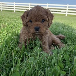 Cavapoo Puppies from Double Diamond Cavapoos
