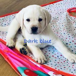Boy Dark Blue - Yellow male Labrador Retriever puppy in Santa Clarita, California from Five Star Labradors