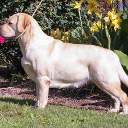 Labrador Retrievers from Barton Creek Labradors