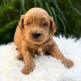 Blue - Apricot male Australian Labradoodle puppy in Auburn, Washington from West Valley Labradoodles