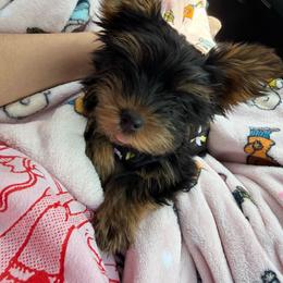 Zuki - Yorkshire Terrier