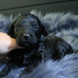 Scout - Black female Goldendoodle puppy in Missouri from Husky Hill Kennel