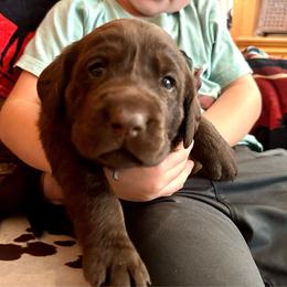 Heath (black collar) - Chocolate male Labrador Retriever puppy in Bandera, Texas from The Sugar & Spice Ranch Labrador Retrievers