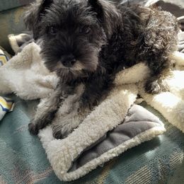 Miniature Schnauzer Puppies from Kelly's Mini Schnauzers