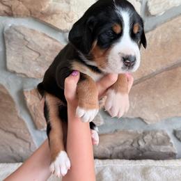 Lavender - Black, white and red female Greater Swiss Mountain Dog puppy in Everett, Pennsylvania from Sweet Stream Swissies