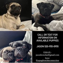 French Bulldog and Pug Puppies from AZPUGFRENCHIECONNECTION