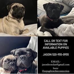 French Bulldog and Pug Puppies from AZPUGFRENCHIECONNECTION