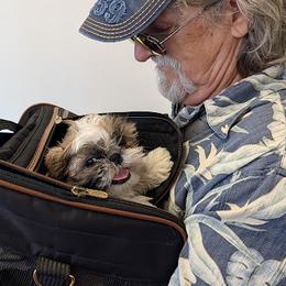 Oreo - Gold and white male Shih Tzu puppy in Surprise, Arizona from Arizona Shih Tzu