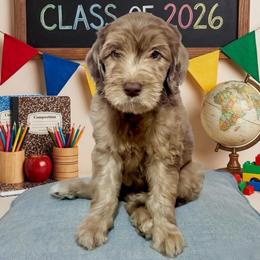 Peggy - Merle female Goldendoodle puppy in Tybee Island, Georgia from Castaway Doodles