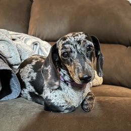 Harley - Dachshund