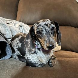 Harley - Dachshund