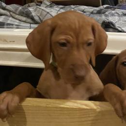 Vizsla Puppies from Carlson Vizslas