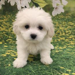 Jasper $1900 - White male Maltese puppy in North Myrtle Beach, South Carolina from Perfect Puppies