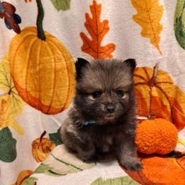 BLAZE 2 - Wolf sable male Pomeranian puppy in Lore City, Ohio from Tonia's Pomeranians