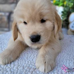 Dachshund and Golden Retriever Puppies from Grove Haven Canines