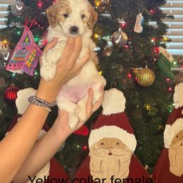 Goldendoodle Puppies from Gracious Doodle Dogs