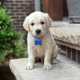 Maverick - Light golden male Golden Retriever puppy in Wolcott, Indiana from Sunnyside Meadows Goldens