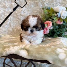 Hazel - Chocolate female Shih Tzu puppy in Success, Missouri from Sweet Success