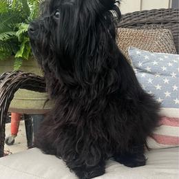 Ava - Yorkshire Terrier