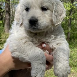 Golden Retriever Puppies from Risa’s Goldens