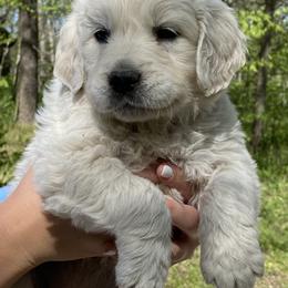 Golden Retriever Puppies from Risa’s Goldens