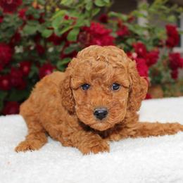 Ash- AKC Mini Poodle in NC - Red  male Poodle puppy in Stokesdale, North Carolina from His and Hers Poodles and Doodles