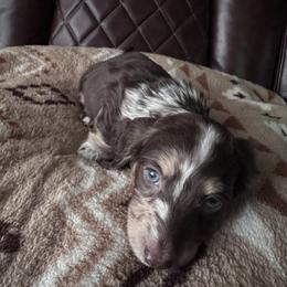 Orange Boy - Dapple male Dachshund puppy in Waukegan, Illinois from Rolling and Howling Basset Hounds and Dachshunds
