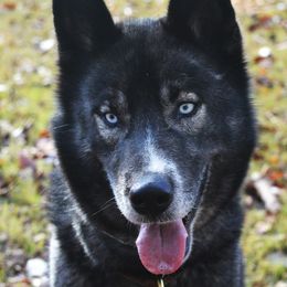 Shay - Siberian Husky