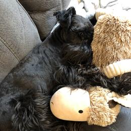 Tucker - Miniature Schnauzer