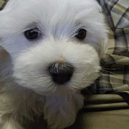 Maltese Puppies from Emotional Amor Support