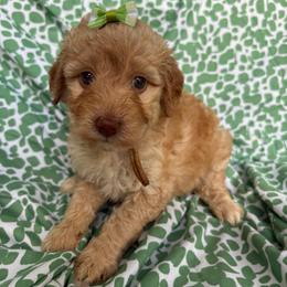 Loto - Apricot female Goldendoodle puppy in Camden, North Carolina from Oopsie Doodles of NC