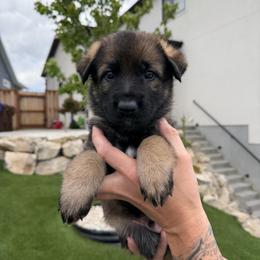 Olive Drab Male - Sable male German Shepherd puppy in Saratoga Springs, Utah from Vom Stille Teufelshunde Kennels
