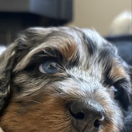 Cockapoo puppies from Lost Coast Bernese Mountain Dogs