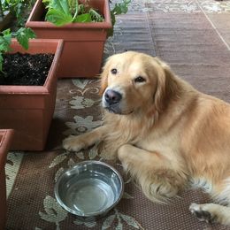 Tracer - Golden Retriever