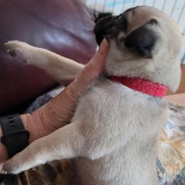 AKC Boy 5 dark fawn - Fawn male Pug puppy in Phoenix, Arizona from Pug Place Phoenix