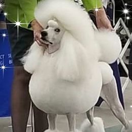 Fergie  - Poodle