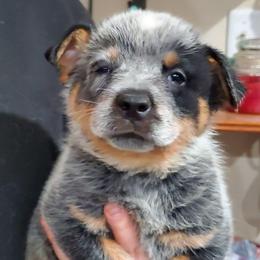 Half mask blue - Blue male Australian Cattle Dog puppy in Lenoir, North Carolina from Blue Coyote Ranch
